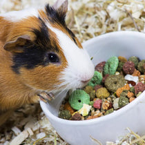 Small Pet Food & Supplies