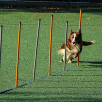 Pet Agility Training & Jump Hurdles
