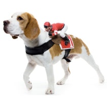 Dog Costumes & Accessories