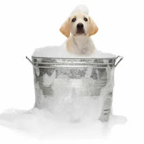 Dog Bathing Accessories