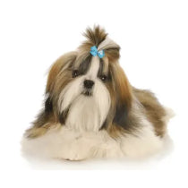 Dog Hair Bows