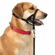 Dog Collars & Leashes 