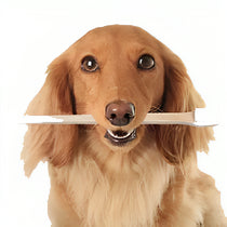 Dog Dental Care