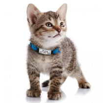 Cat ID Tags