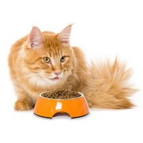 Dried Cat Food