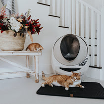 Cat Litter & Accessories