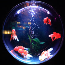 Aquarium Decors & Accessories