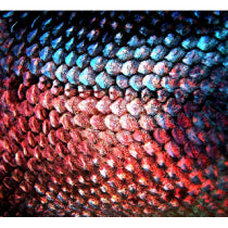 Fish Scales