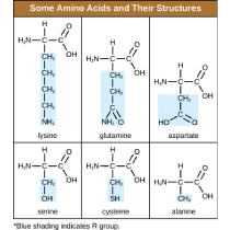 Amino Acids