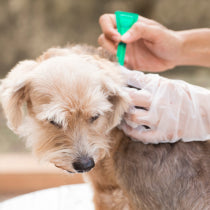 Dog Flea & Tick Treatments