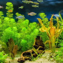 Aquarium Plants