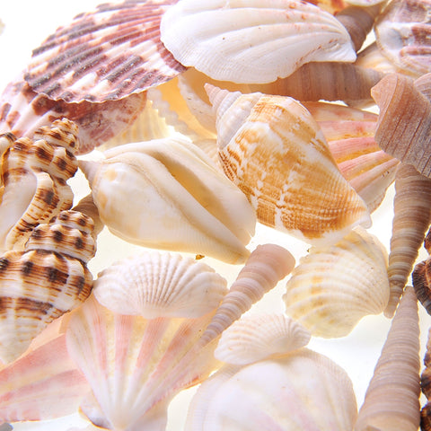 Mixed Beach Sea Shells For Decoration (Bag Of 100 Shells)